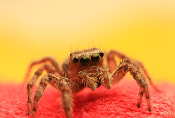 Jumping spider.