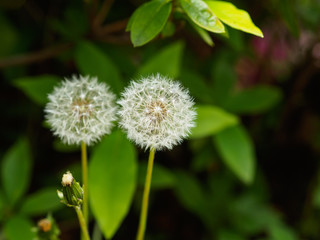 タンポポの綿毛
