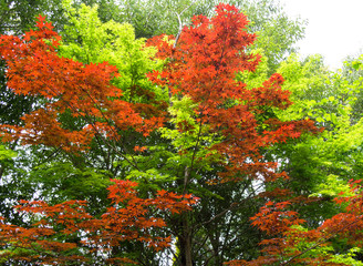 赤と緑のもみじ
