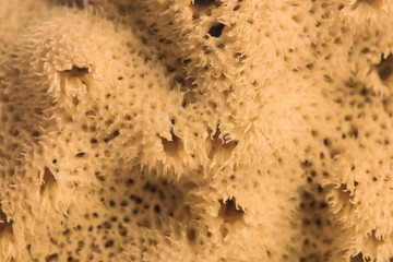 The texture of the natural sponge closeup