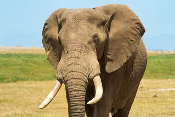Fototapeta na wymiar Elephant portrait in Amboseli National Park, Kenya. Horizontal s