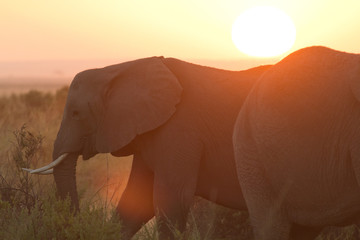 Naklejka premium Typical african sunrise with elephants silhouettes in Masai Mara