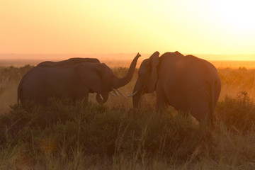 Fototapeta na wymiar Typical african sunrise with elephants silhouettes in Masai Mara