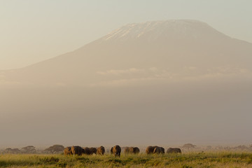 Fototapeta na wymiar African sunset with elephants and Kilimanjaro montain in Ambosel