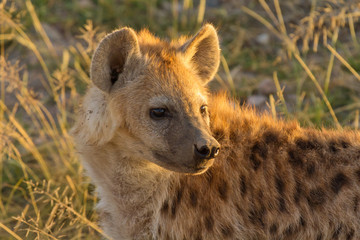 Obraz premium Young hyena just come out from their hole in the early morning,