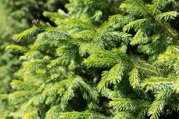 spruce branches on a nature background