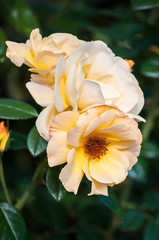 Fototapeta premium Beautiful pink rose in a garden