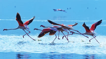 Fotobehang Flamingo taking off at Bogoria Lake in Kenya © ivanmateev