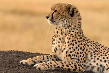 Male cheetah sitting in grass and looking for its pray in Masai