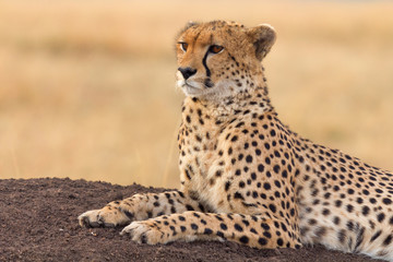 Fototapeta premium Male cheetah sitting in grass and looking for its pray in Masai
