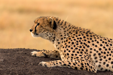 Male cheetah sitting in grass and looking for its pray in Masai