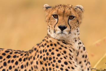 Male cheetah sitting in grass and looking for its pray in Masai