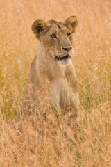 Female lion looking around in the grass in Masai Mara, Kenya