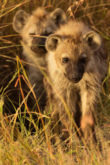 Baby spotted hyenas just come out from their hole, Masai Mara, K