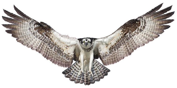 Osprey hawk winged landing hand draw and paint on white background vector illustration.