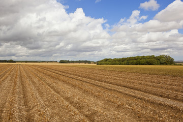 Fototapeta premium potato crop