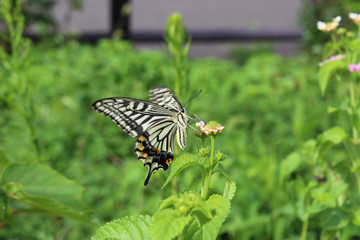 ランタナの花の蜜を吸うアゲハチョウ