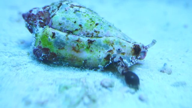 sea shell with mollusc inside searching for food