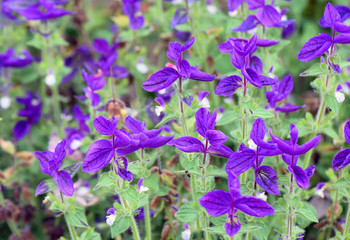 flowers of Salvia Viridis © JRJfin