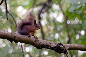 Squirrel on a branch.