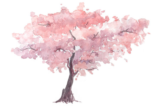 cherry trees watercolor illustration