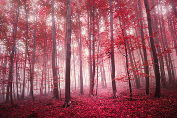 Obraz premium Red saturated mystic autumn season beech forest landscape. Red color filter tone used.