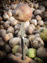 Coconut Husk Peeling by tools such as sharp-edged and point-edge
