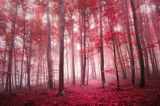 Fototapeta Red saturated mystic autumn season beech forest landscape. Red color filter tone used.