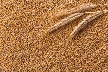 Fototapeten Processed organic wheat grains background © Prostock-studio