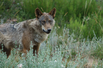 Canis Lupus Signatus watching