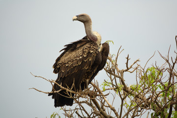 Vulture standing tall on a tree