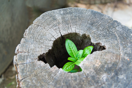 Fototapeta Strong trees grow up in the hollow of a tree stump.
