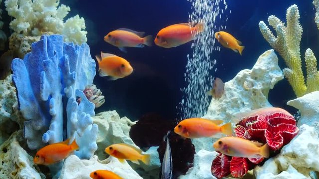 shoal of yellow orange vivid fish swim among coral reef in aquarium with air bubbles
