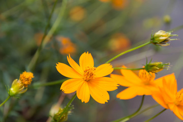 Cosmos sulphureus