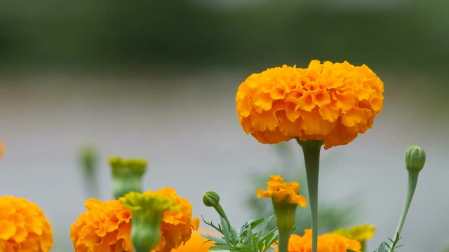 marigold flowers and their buds are shaking with gently wind