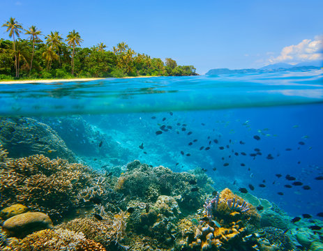 Fototapeta Coral reef in tropical sea on a background of green island