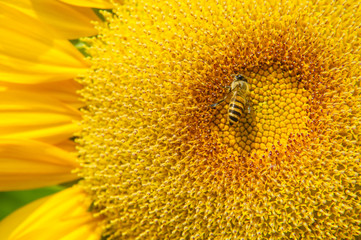 Sunflower and bee closeup background and texture
