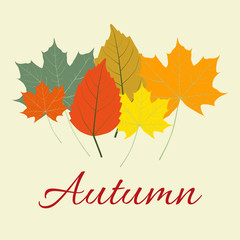 Autumn Leaves Set, october colorful
