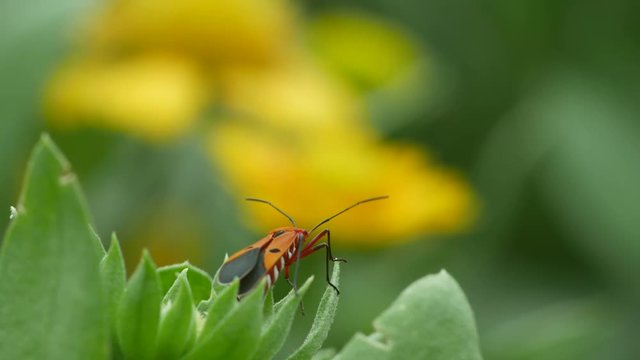 a cotton stainer bug is resting on the plant tip in the garden