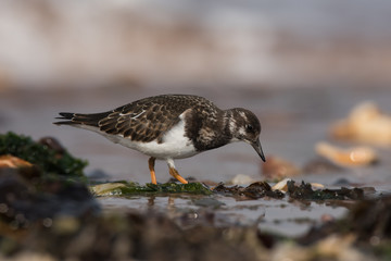 Ruddy Turnstone, Turnstone , Arenaria interpres