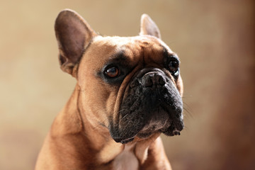 Französische Bulldogge im Studio