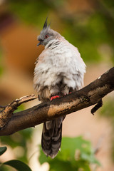 Pigeon resting