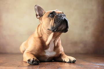 liegende Französische Bulldogge im Studio