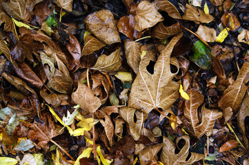 Dark autumn leaves covering the ground