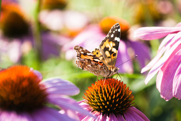 Vanessa cardui butterfly on a flower