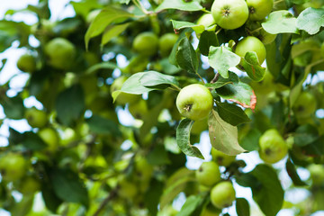 Green apples hang from boughs