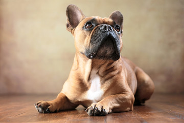 liegende Französische Bulldogge im Studio