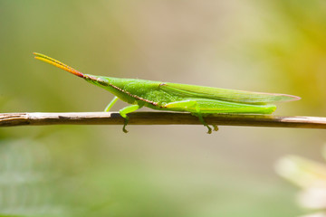 Grasshopper insects