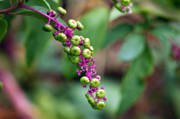 Immature Phytolacca berry