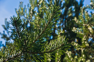 Obraz premium Branches of coniferous tree at autumn morning sunlight, Zeljin mountain, Serbia